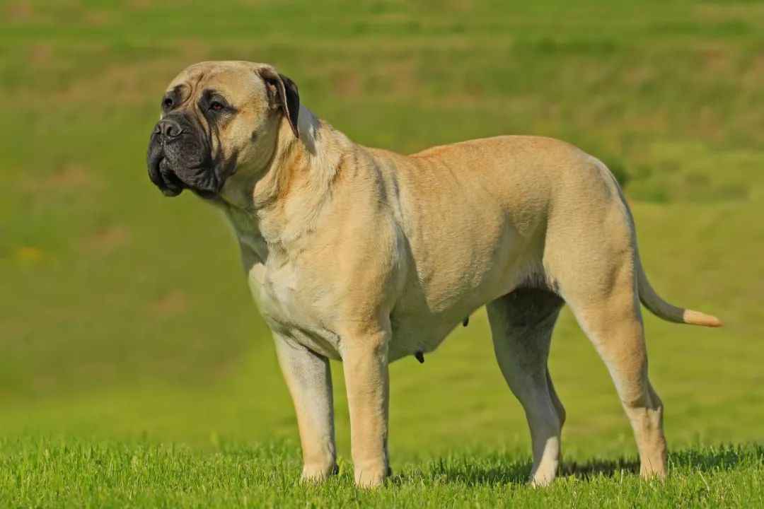 The Gentle Giant with a Protective Instinct